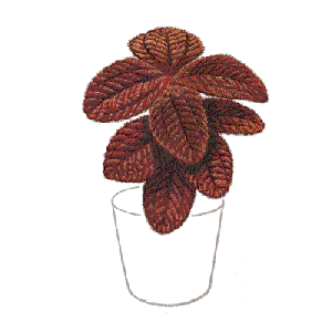 Pilea