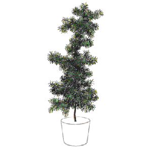 Podocarpus