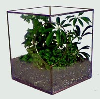 Terrariums by Ron