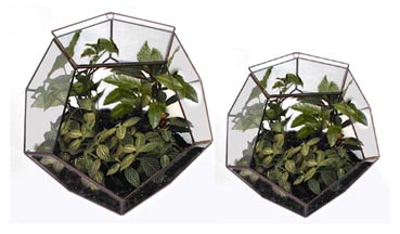 Terrariums by Ron