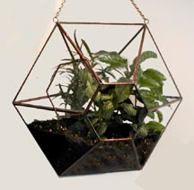 Terrariums by Ron