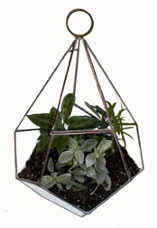 Terrariums by Ron